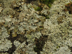 Punctelia stictica