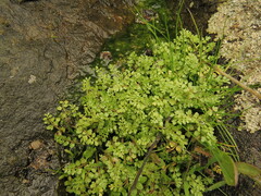 Limnanthes macounii