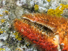 Acantholithodes hispidus