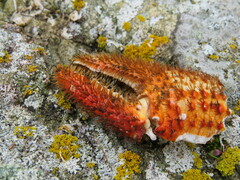 Acantholithodes hispidus