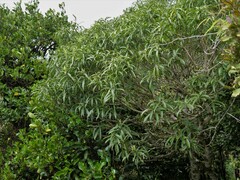 Melicytus lanceolatus