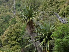 Cordyline indivisa