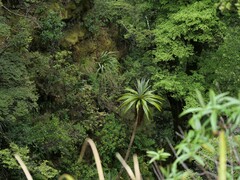 Cordyline indivisa