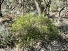 Eremophila polyclada