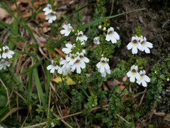Euphrasia cuneata
