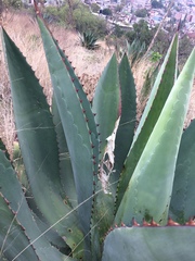 Agave inaequidens
