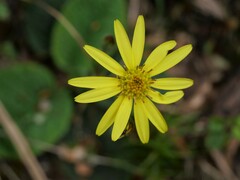 Brachyglottis lagopus