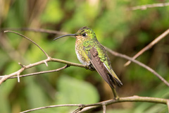 Lafresnaya lafresnayi