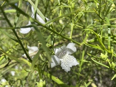 Eremophila polyclada