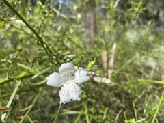 Eremophila polyclada