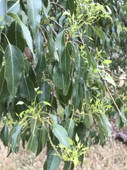 Brachychiton