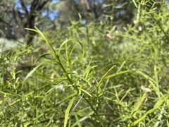 Eremophila polyclada
