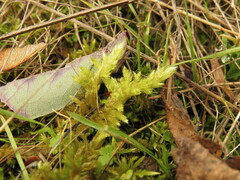 Homalothecium megaptilum