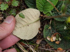 Brachyglottis lagopus