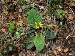 Brachyglottis lagopus