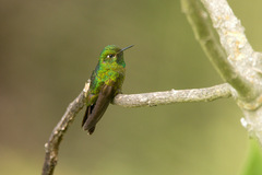 Metallura tyrianthina