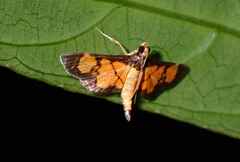 Aethaloessa