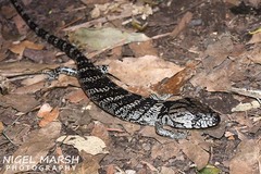 Cyclodomorphus gerrardii