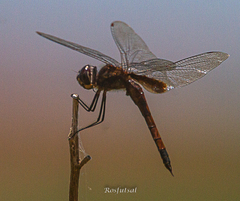 Tramea darwini