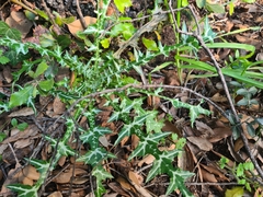 Galactites tomentosus