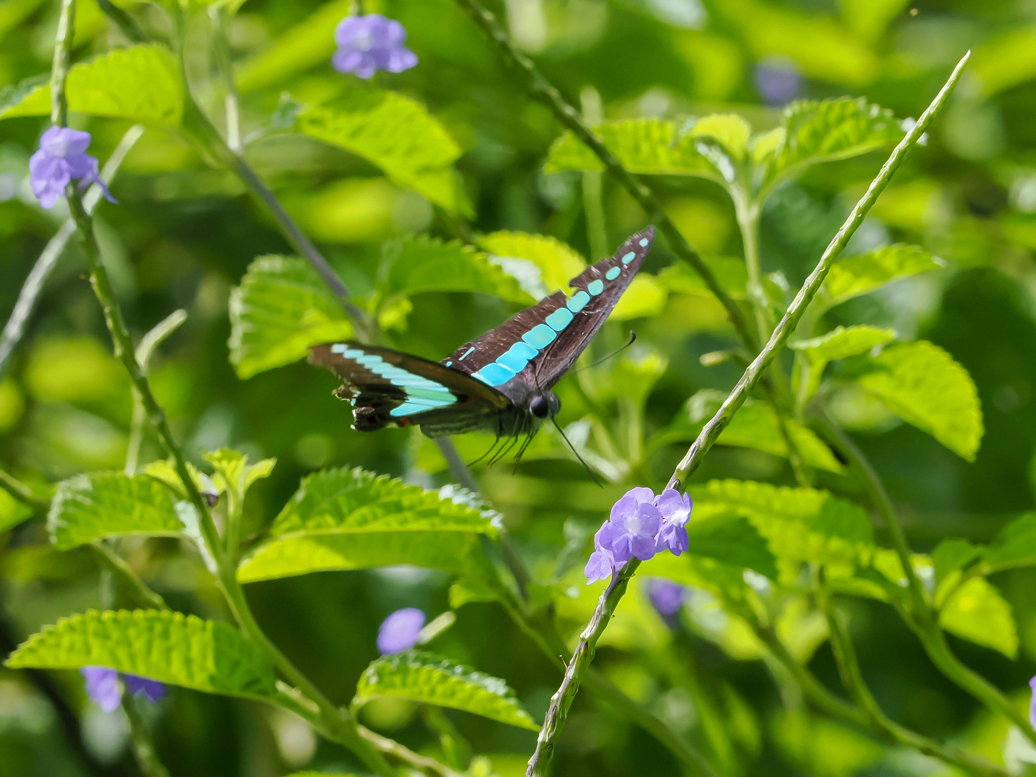 Graphium sarpedon (Linnaeus, 1758)