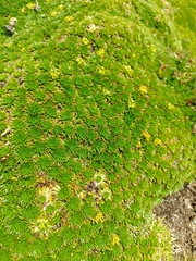 Azorella