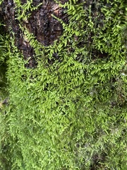 Claopodium crispifolium