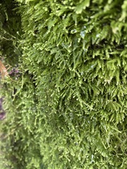Claopodium crispifolium