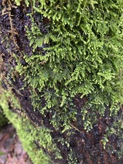 Claopodium crispifolium