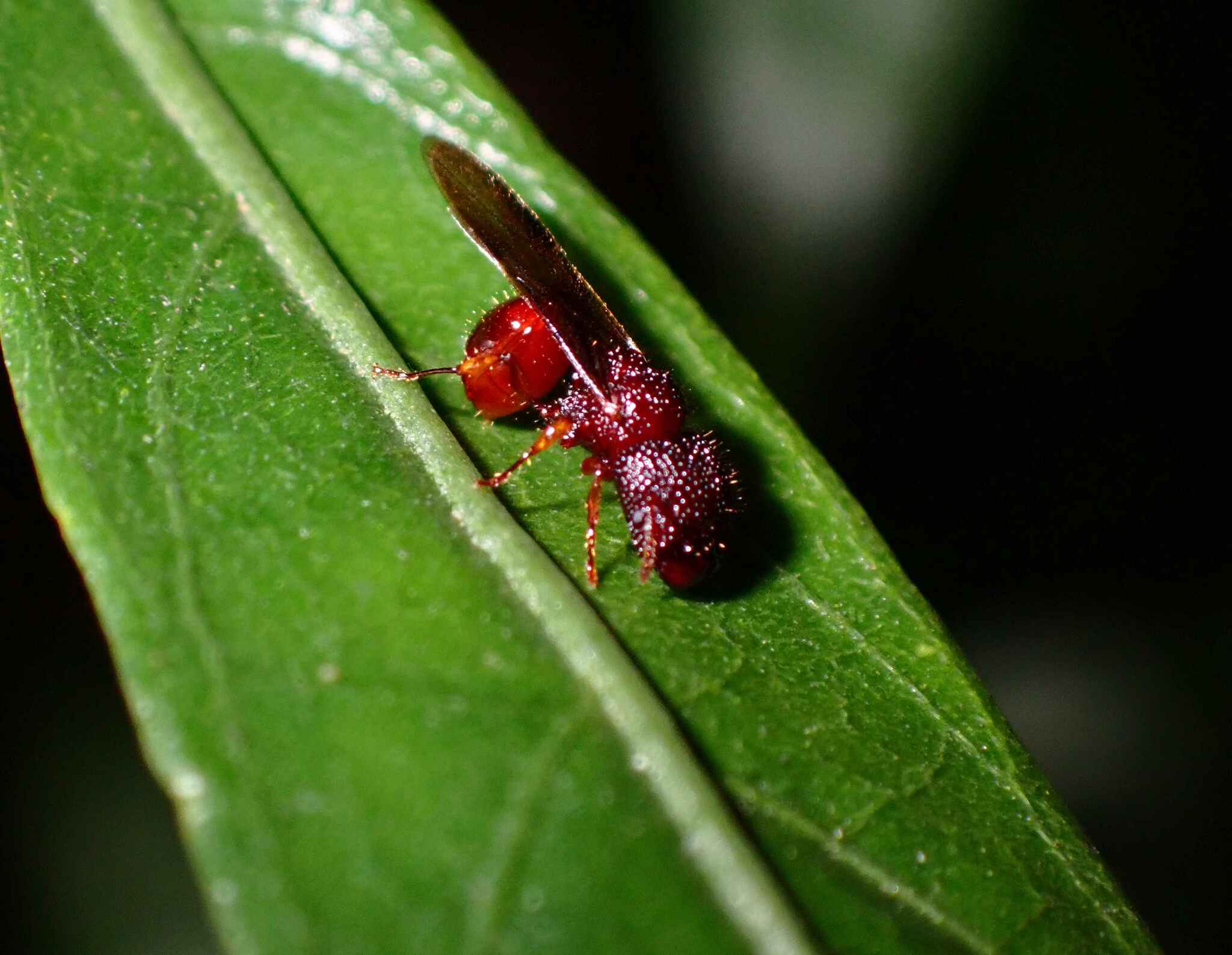 Acanthomyrmex
