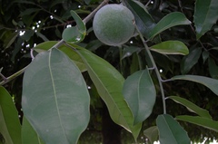 Olmediella betschleriana