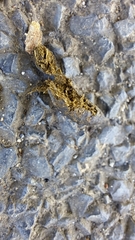 Phascolarctos cinereus