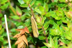Poliorhabda auriceps