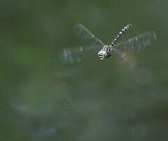 Austroaeschna unicornis