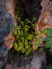 Anogramma leptophylla