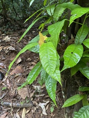 Theobroma cacao