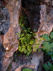 Anogramma leptophylla