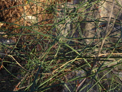 Ephedra foeminea