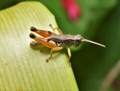 Phaulacridium vittatum