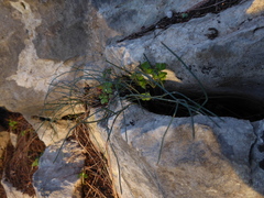 Ephedra foeminea