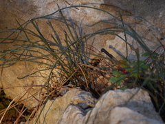 Ephedra foeminea