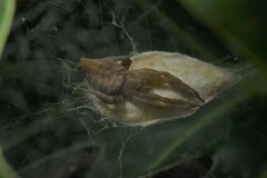 Cyrtophora exanthematica