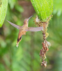 Phaethornis striigularis