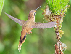 Phaethornis striigularis