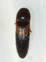 Ampedus areolatus