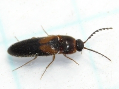 Ampedus areolatus