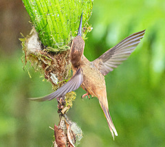 Phaethornis striigularis