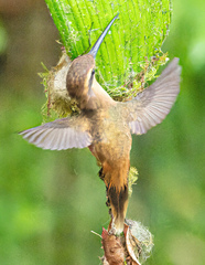 Phaethornis striigularis