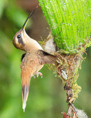 Phaethornis striigularis