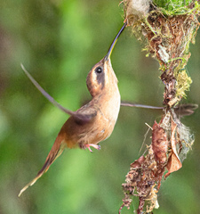 Phaethornis striigularis